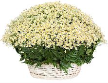 Цветочная композиция из Ромашки в корзине #REPLACE_PRED# Новый